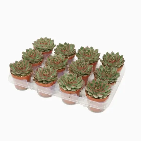 Sukulent Echeveria Skat roślina do terrarium dla gadów pustynnych - obrazek 3