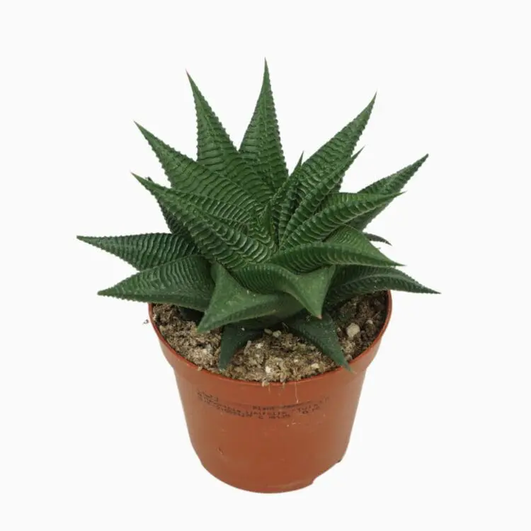 Sukulent Haworthia limifolia Twister roślina do terrarium dla gadów pustynnych