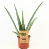 Sukulent Aloe Vera roślina do terrarium dla gadów pustynnych