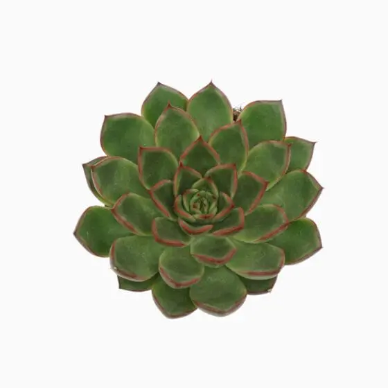 Sukulent Echeveria Skat roślina do terrarium dla gadów pustynnych - obrazek 2