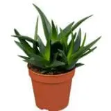 Sukulent Haworthia West Jogoo roślina do terrarium dla gadów pustynnych