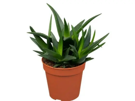 Sukulent Haworthia West Jogoo roślina do terrarium dla gadów pustynnych