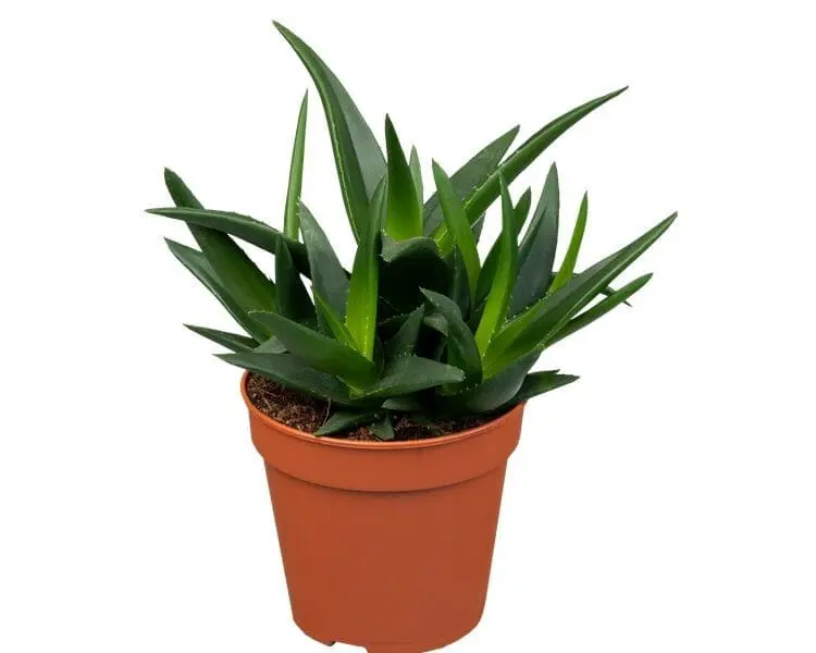 Sukulent Haworthia West Jogoo roślina do terrarium dla gadów pustynnych