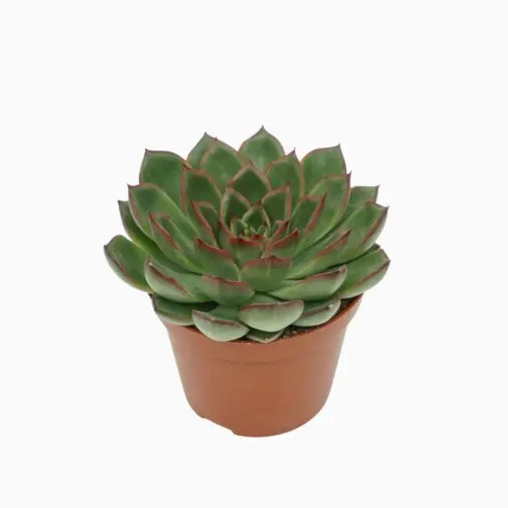 Sukulent Echeveria Skat roślina do terrarium dla gadów pustynnych