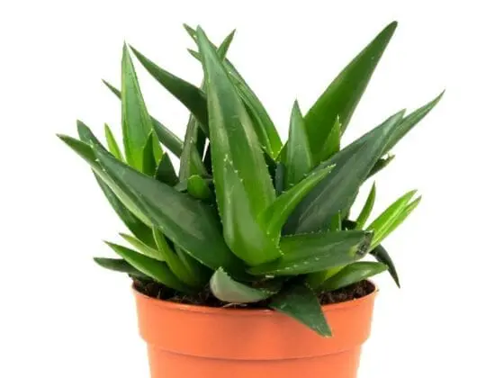 Sukulent Haworthia West Jogoo roślina do terrarium dla gadów pustynnych - obrazek 3