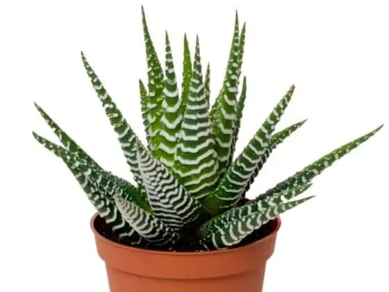 Sukulent Haworthia Big Band roślina do terrarium dla gadów pustynnych