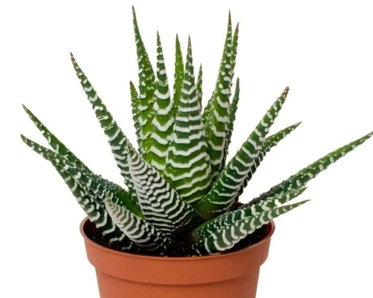 Sukulent Haworthia Big Band roślina do terrarium dla gadów pustynnych