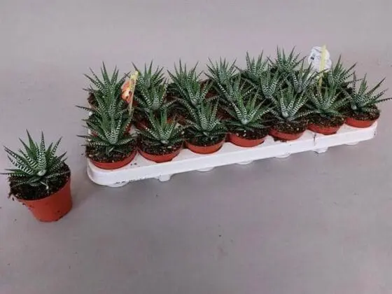 Sukulent Haworthia Big Band roślina do terrarium dla gadów pustynnych - obrazek 4