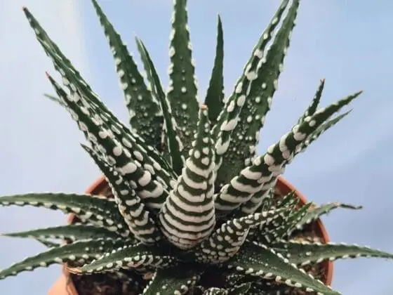 Sukulent Haworthia Big Band roślina do terrarium dla gadów pustynnych - obrazek 3