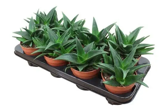 Sukulent Haworthia West Jogoo roślina do terrarium dla gadów pustynnych - obrazek 4