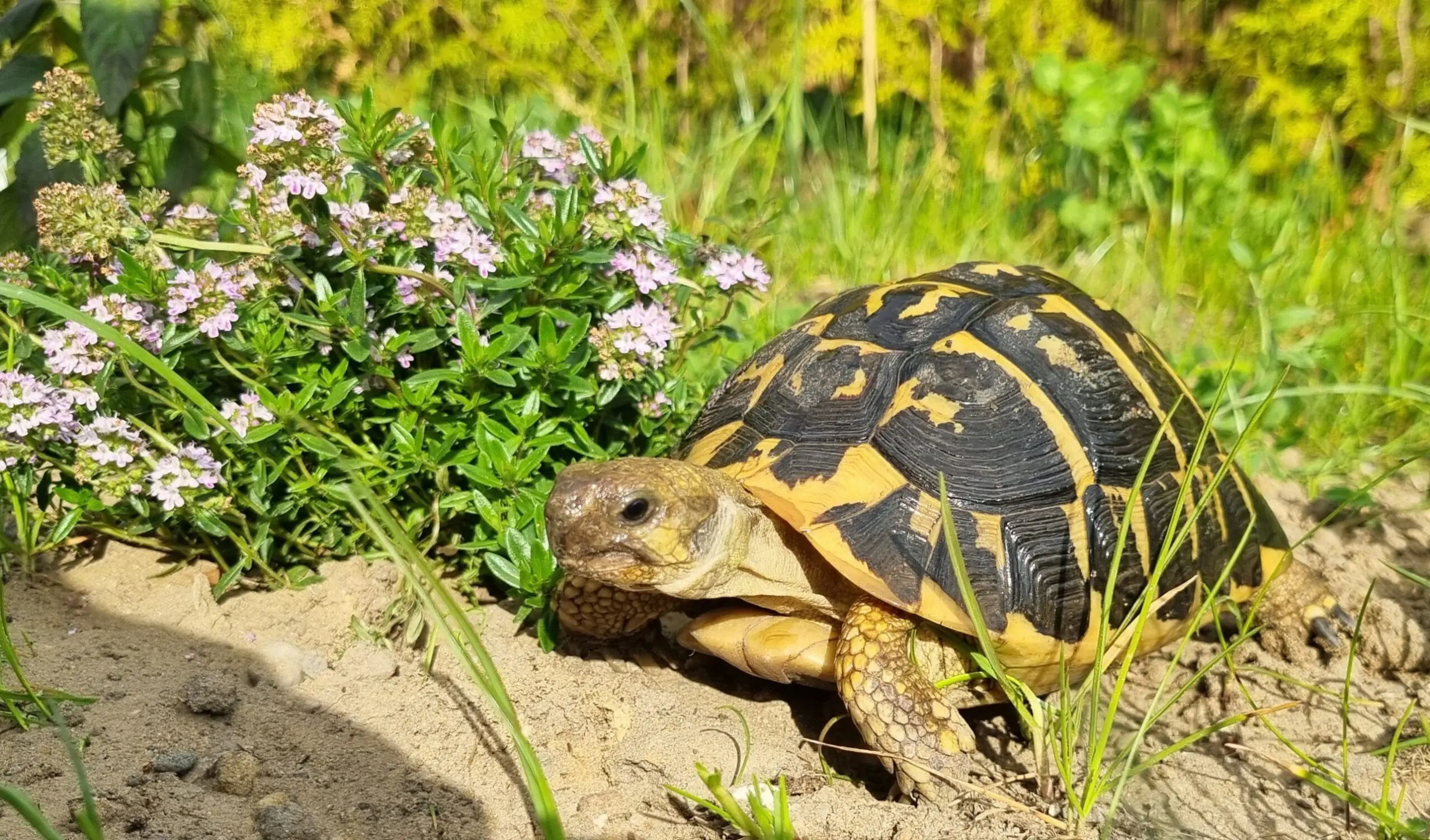 Mieszanka ziołowa dla żółwi - naturalne nasiona