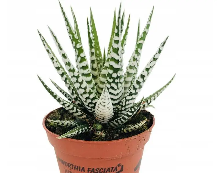 Sukulent Haworthia Fasciata Albino roślina do terrarium dla gadów pustynnych