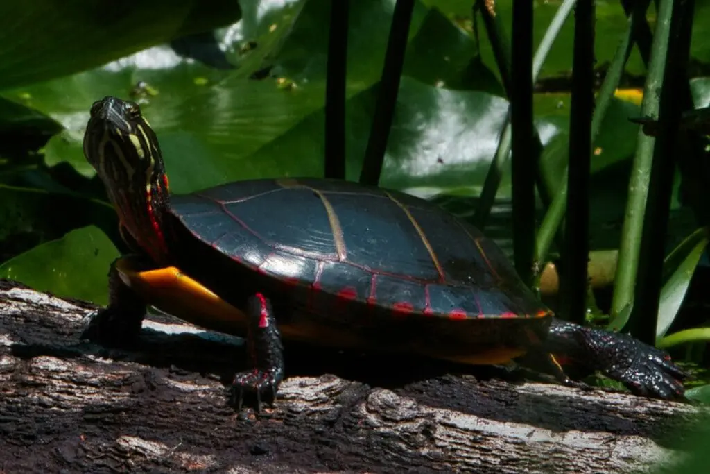 Inwazyjne gatunki żółwi w Polsce i UE – kluczowe informacje o definicji, pochodzeniu i roli listy IGO brown and black turtle on brown tree log