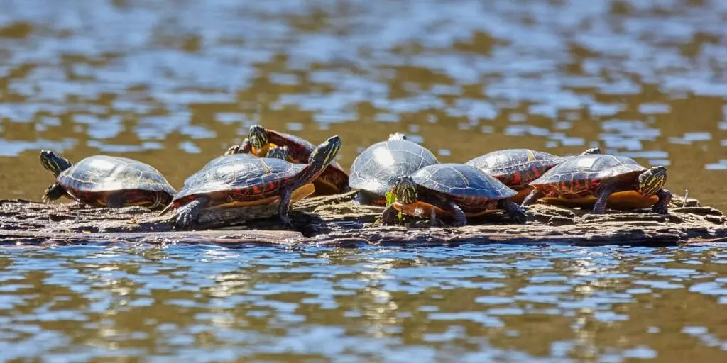 Inwazyjne gatunki żółwi w Polsce i UE – kluczowe informacje o definicji, pochodzeniu i roli listy IGO group of turtles floating on water