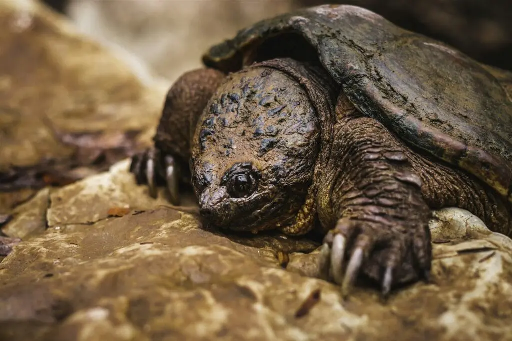 Inwazyjne gatunki żółwi w Polsce i UE – kluczowe informacje o definicji, pochodzeniu i roli listy IGO a small turtle on a rock