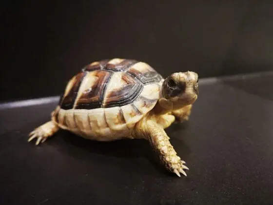 Żółw obrzeżony testudo marginata z 2024r. - obrazek 3