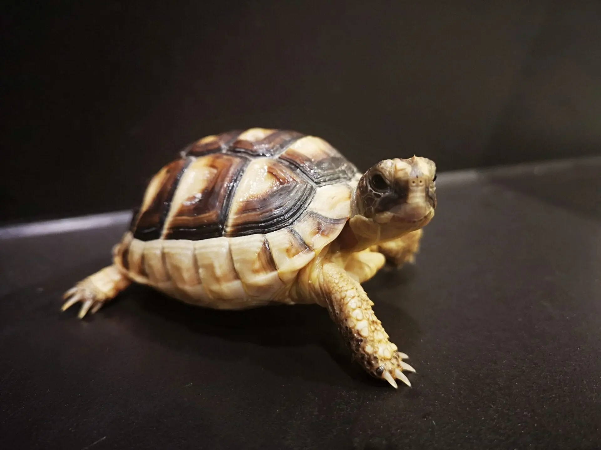 Żółw obrzeżony testudo marginata z 2024r. Żółw obrzeżony testudo marginata z 2024r. - obrazek 3