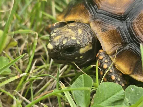 Żółw Żabuti Chelonoidis Carbonarius 2025 r. - obrazek 2