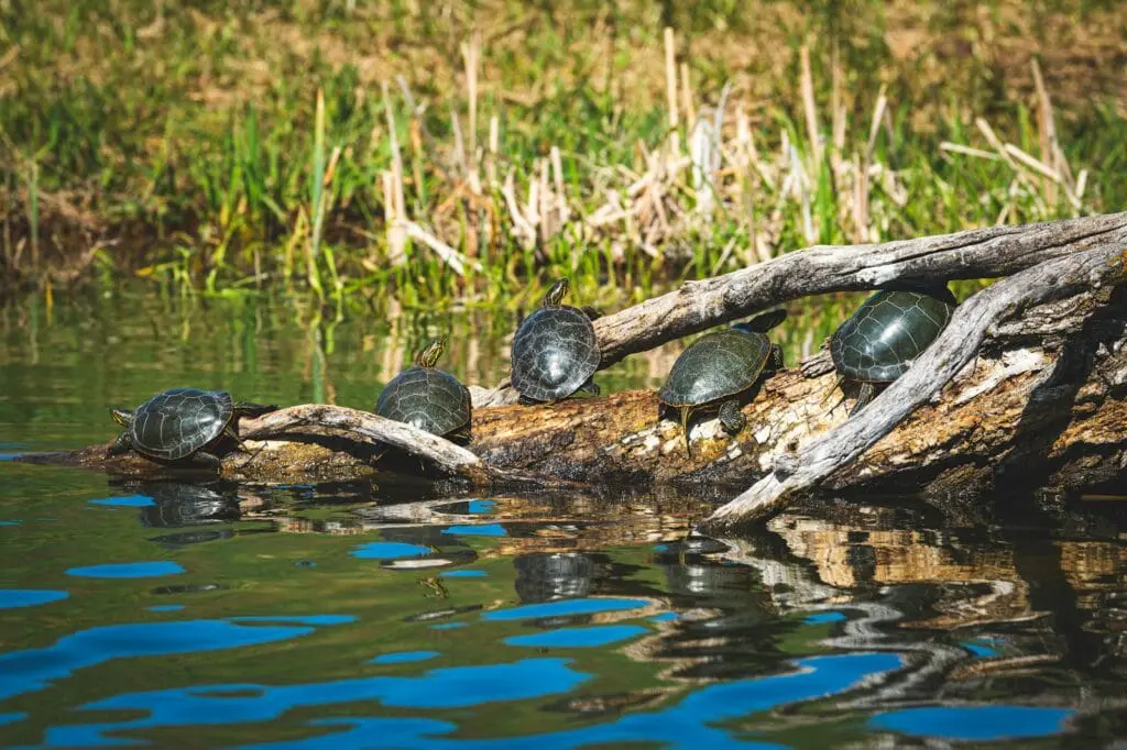Inwazyjne gatunki żółwi w Polsce i UE – kluczowe informacje o definicji, pochodzeniu i roli listy IGO a group of turtles sitting on top of a log in the water