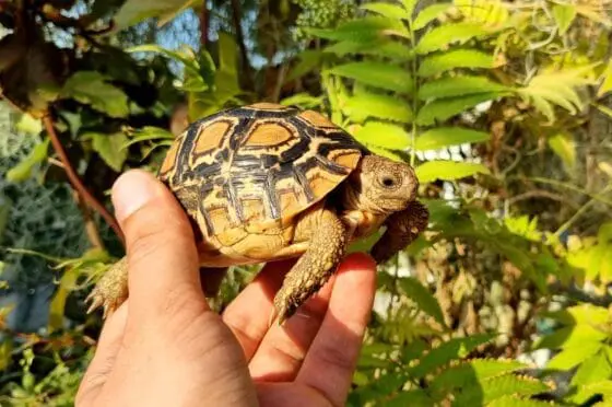 Żółw lamparci Stigmochelys pardalis z 2025r. - obrazek 2