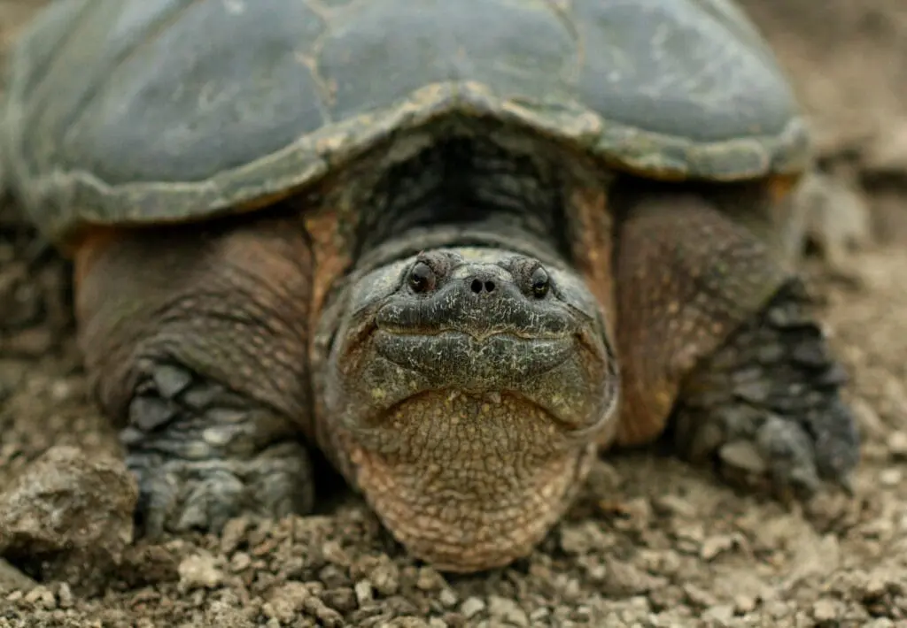Inwazyjne gatunki żółwi w Polsce i UE – kluczowe informacje o definicji, pochodzeniu i roli listy IGO a close up of a turtle on a dirt ground