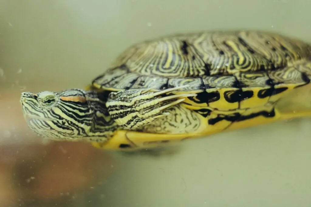 Inwazyjne gatunki żółwi w Polsce i UE – kluczowe informacje o definicji, pochodzeniu i roli listy IGO a turtle on a surface inwazyjne gatunki żółwi w Polsce