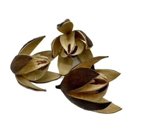 Lilly Wild 1 szt. - obrazek 2