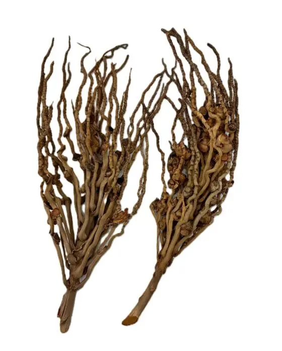 Coco branch 50-60cm
