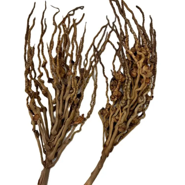 Coco branch 50-60cm