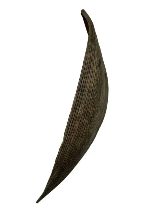 Łupina skorupy kokosa coco shell 25-30 cm - obrazek 4