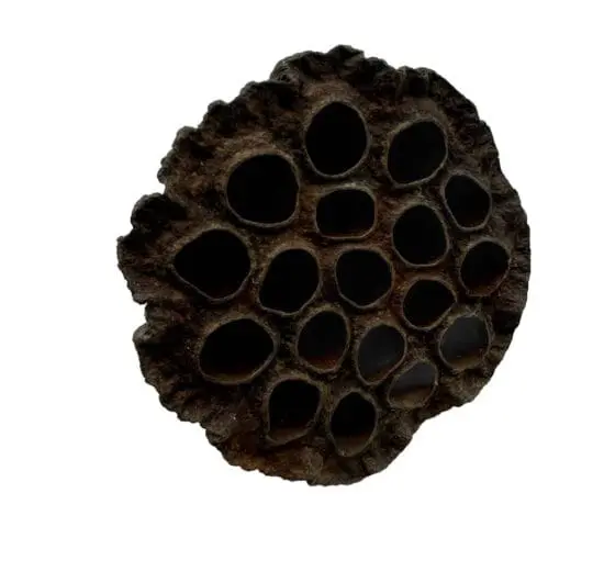 Suszony lotos XL 10cm do terrarium - obrazek 2
