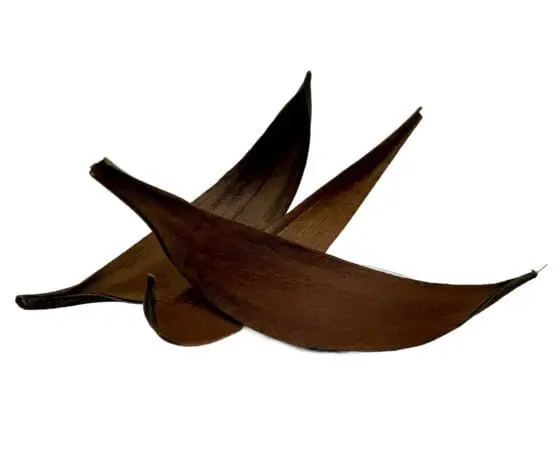 Łupina skorupy kokosa coco shell 25-30 cm - obrazek 2