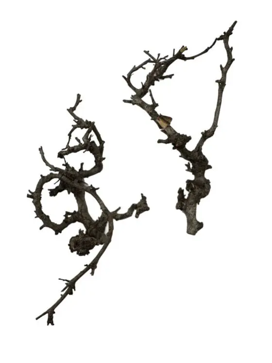 Gałązki do terrarium Canta Branch Head - obrazek 3