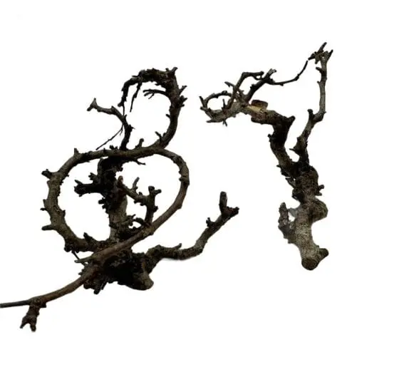 Gałązki do terrarium Canta Branch Head - obrazek 2