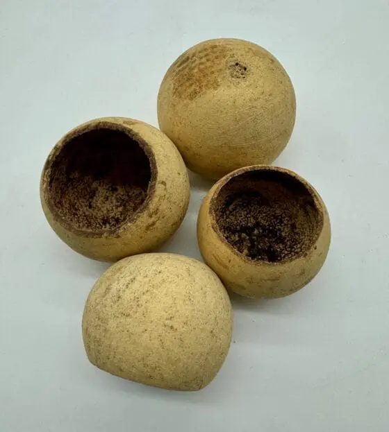 Tykwa Bell cup 3-5 cm naturalna 1szt. - obrazek 3