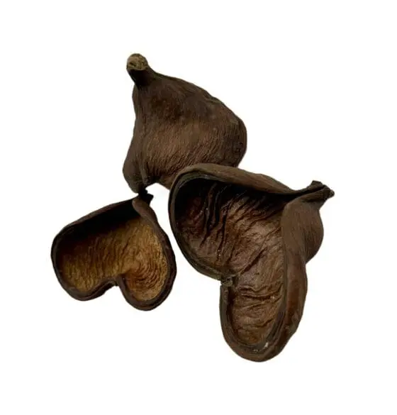 Łupina orzecha Badam 10-14 cm otwarta - obrazek 3