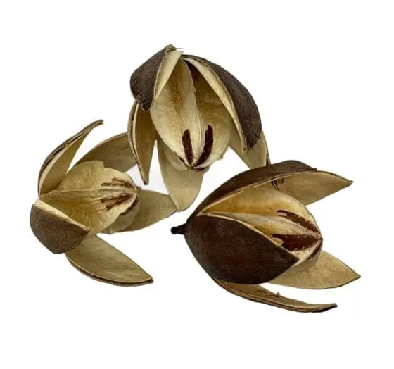 Lilly Wild 1 szt. - obrazek 4