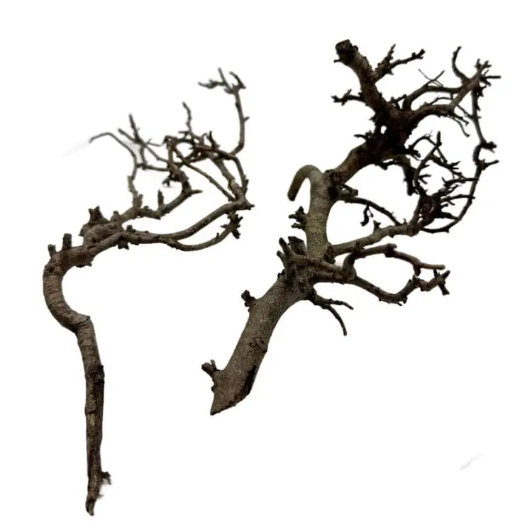 Gałązki do terrarium Gałązki do terrarium Canta Branch Head