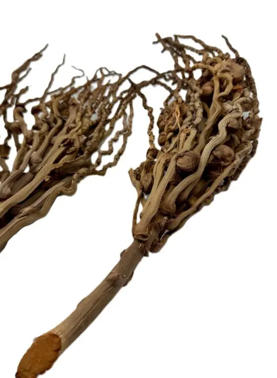 Coco branch 50-60cm - obrazek 2