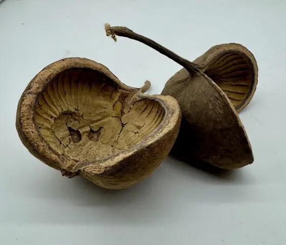 Łupina Orzecha Budda Nut 12-16 cm - obrazek 2