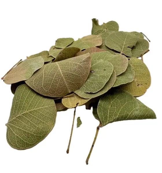 Monetka leaf 10szt.