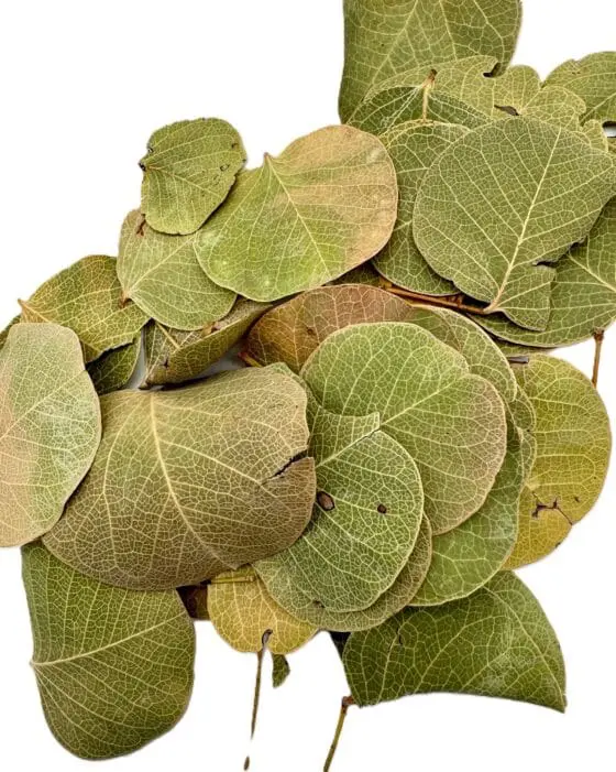 Monetka leaf 10szt. - obrazek 2
