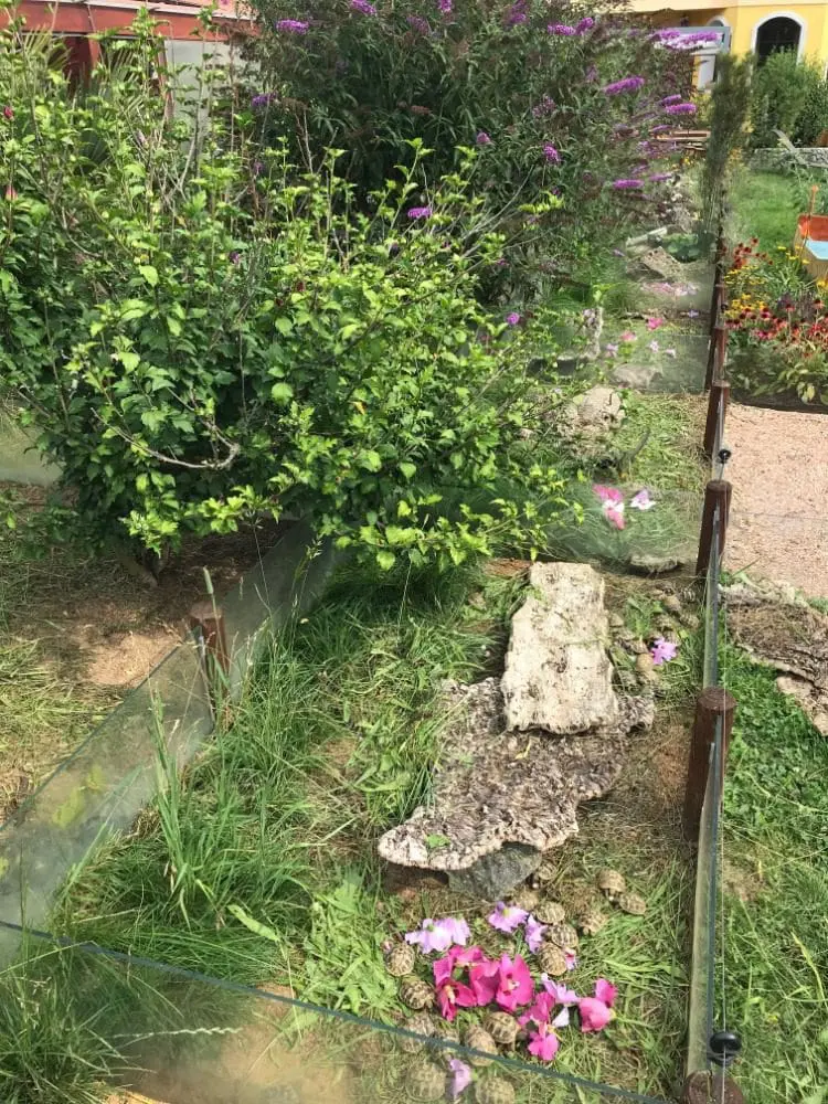 Substrat dla żółwi lądowych do terrarium wybieg zewnętrzny dla żółwia