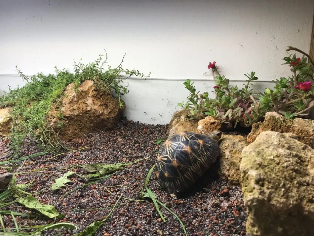 Substrat dla żółwi lądowych do terrarium podłoże dla żółwia