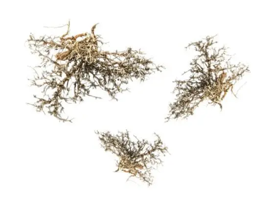 Gałązki Dry tree