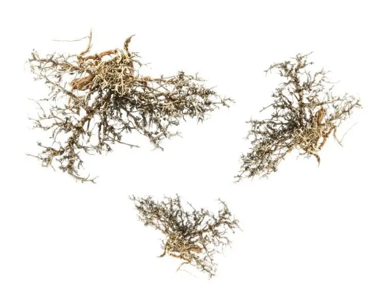 Gałązki Dry tree