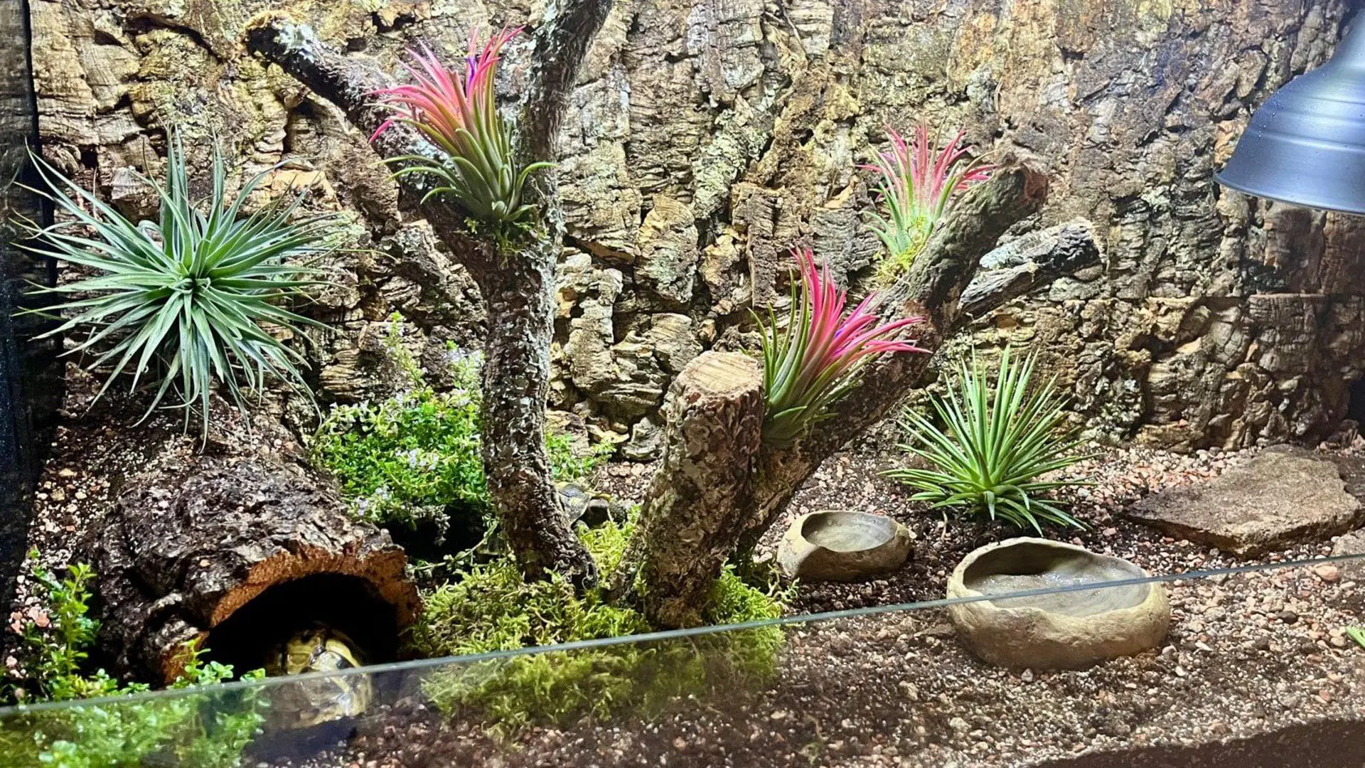 terrarium otwarte dla żółwia