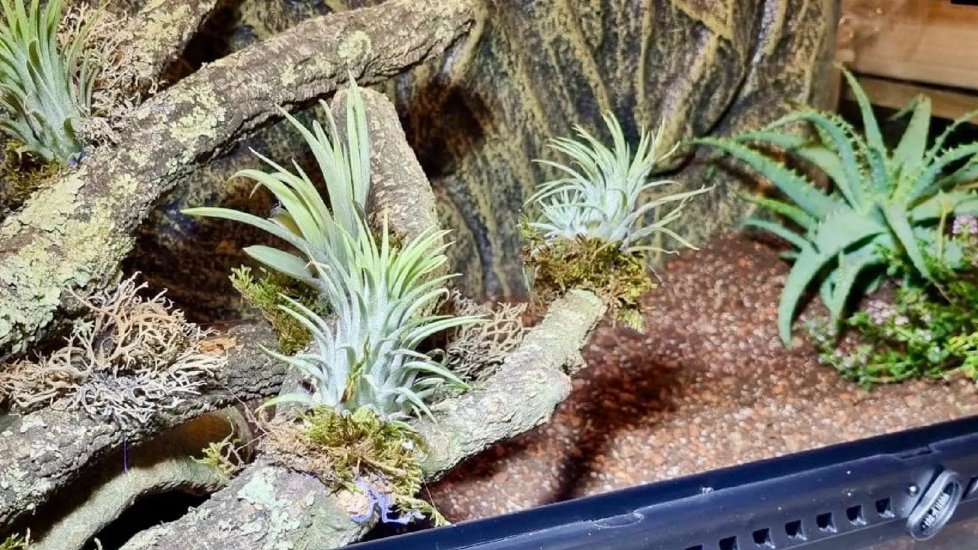 terrarium exoterra zagospodarowane pod żółwia