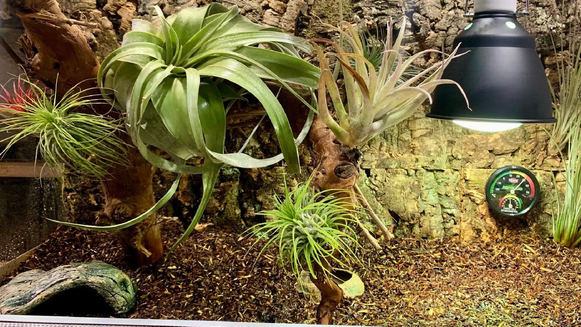 terrarium z oplątwami dla żółwia

