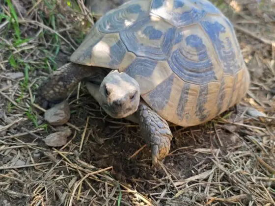 Żółw grecki Testudo Hermanni hercegovinensis - obrazek 2